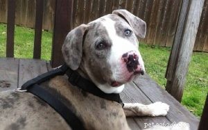 Catahoula Bulldog: Behavior, Traits, and Care Insights