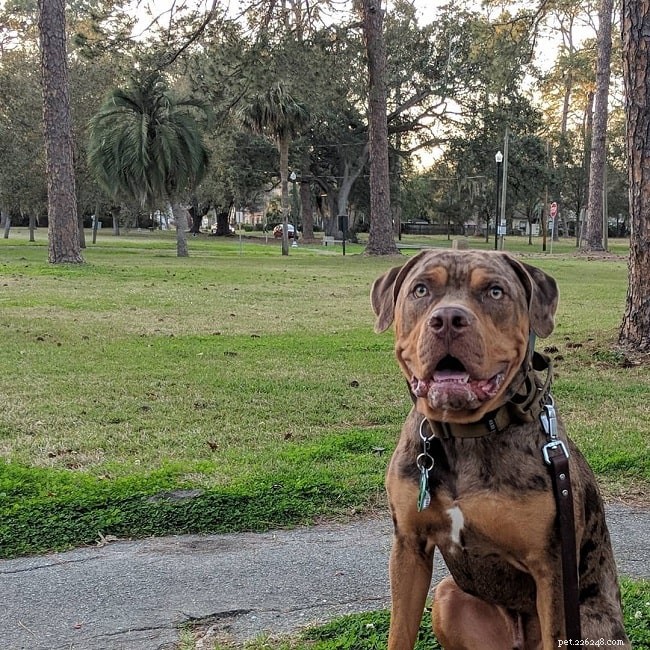 Catahoula Bulldog: Behavior, Traits, and Care Insights