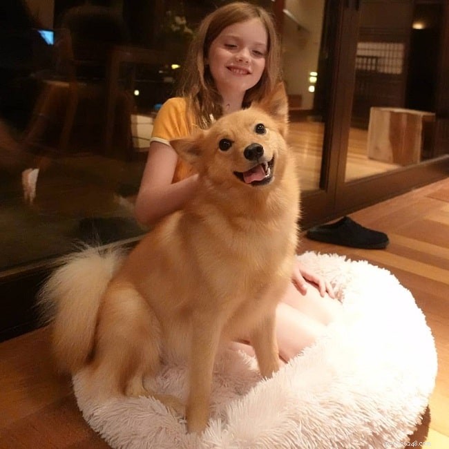 Understanding the Finnish Spitz: Behavior, Traits, and Family Compatibility