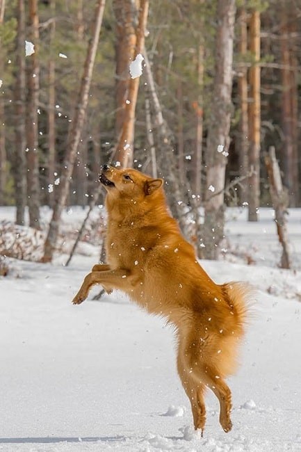 Understanding the Finnish Spitz: Behavior, Traits, and Family Compatibility