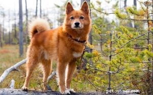 Understanding the Finnish Spitz: Behavior, Traits, and Family Compatibility