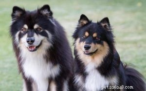 Finnish Lapphund Behavior: Traits, Care, and Family Compatibility