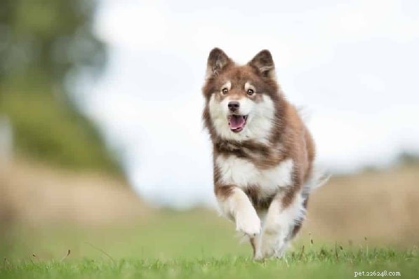 Finnish Lapphund Behavior: Traits, Care, and Family Compatibility
