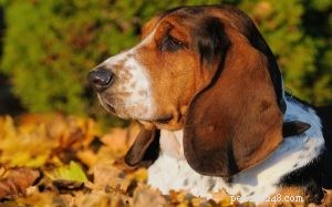 Artois Hound: Behavior, Temperament & Family Compatibility