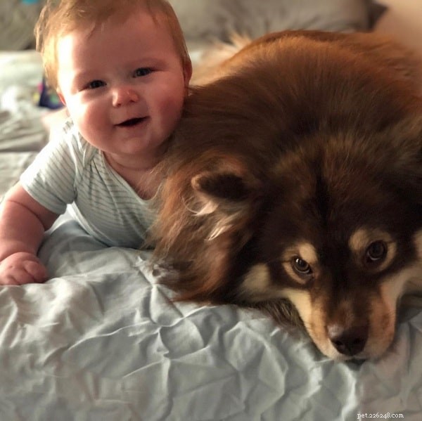 Finnish Lapphund Behavior: Traits, Care, and Family Compatibility