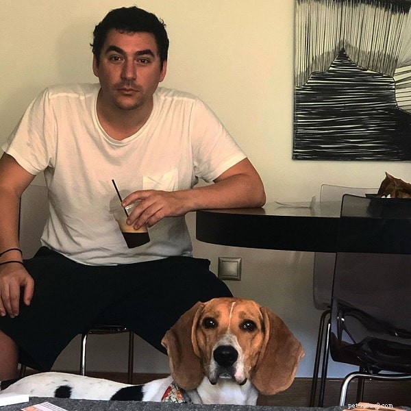 Artois Hound: Behavior, Temperament & Family Compatibility