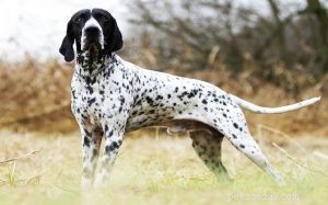Braque d Auvergne Pointer: Behavior, Temperament, and Training Guide
