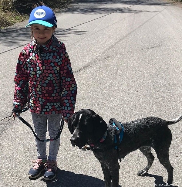 Braque d Auvergne Pointer: Behavior, Temperament, and Training Guide