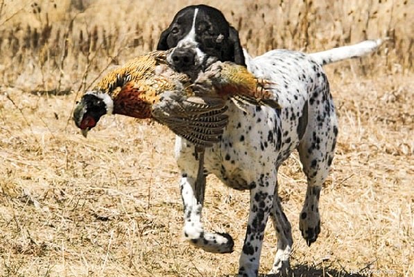 Braque d Auvergne Pointer: Behavior, Temperament, and Training Guide