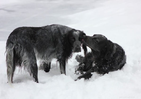 Understanding Blue Picardy Spaniel Behavior: A Versatile Hunting Companion
