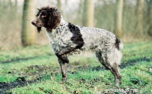 Pont‑Audemer Spaniel: Personality, Care & Family Suitability