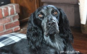 Understanding Blue Picardy Spaniel Behavior: A Versatile Hunting Companion