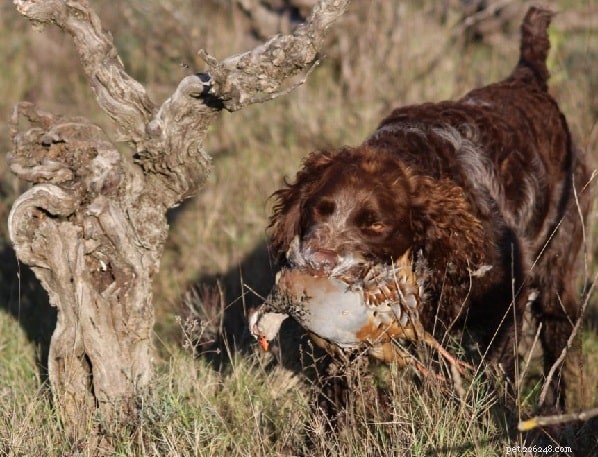 Pont‑Audemer Spaniel: Personality, Care & Family Suitability