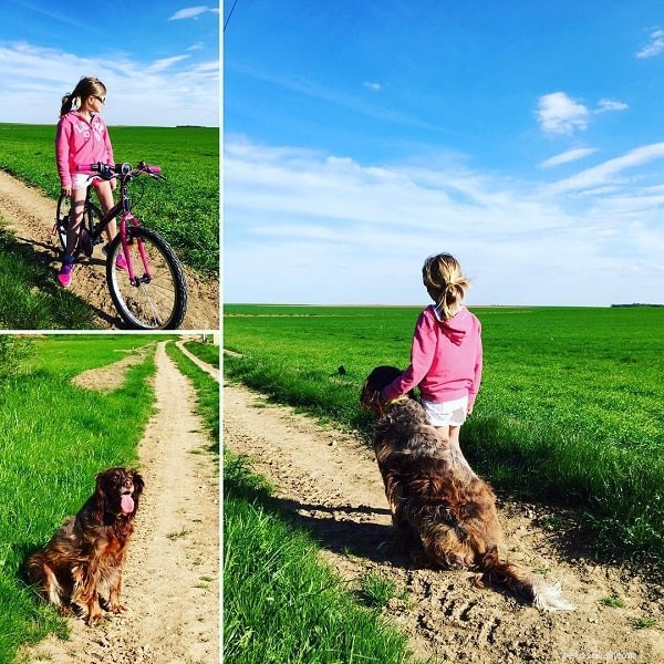 Understanding Picardy Spaniel Behavior: Traits, Training, and Care