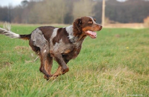 Understanding Picardy Spaniel Behavior: Traits, Training, and Care