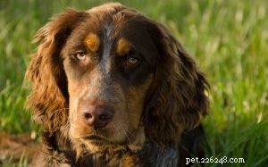 Understanding Picardy Spaniel Behavior: Traits, Training, and Care