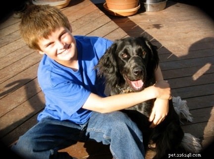 Understanding Blue Picardy Spaniel Behavior: A Versatile Hunting Companion