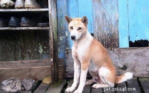 Telomian Dog: Malaysia’s Rare, Athletic Vermin Hunter – A Guide for Experienced Owners
