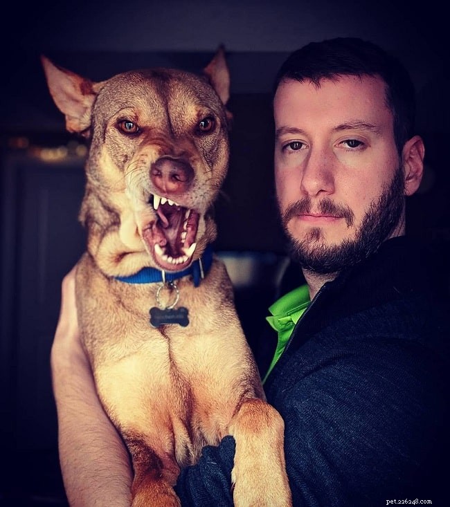 Telomian Dog: Malaysia’s Rare, Athletic Vermin Hunter – A Guide for Experienced Owners