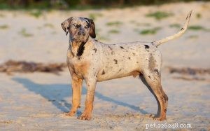 Catahoula Leopard Dog: History, Temperament, and Ideal Living Conditions