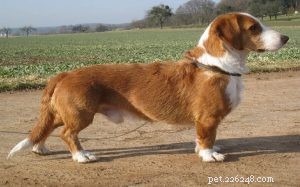 Westphalian Dachsbracke: A Guide to Their Behavior and Family Compatibility
