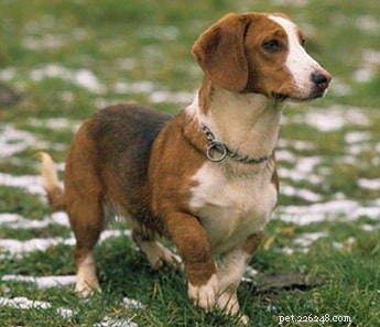 Westphalian Dachsbracke: A Guide to Their Behavior and Family Compatibility