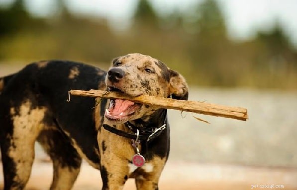 Catahoula Leopard Dog: History, Temperament, and Ideal Living Conditions