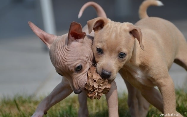 American Hairless Terrier: Personality, Traits & Care