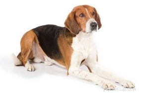 American Foxhound: Traits, Training, and Care Guide