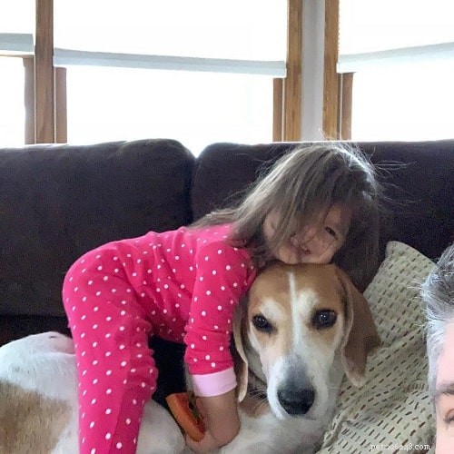 American Foxhound: Traits, Training, and Care Guide