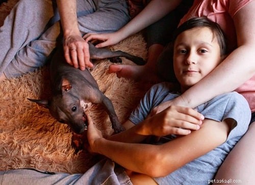 American Hairless Terrier: Personality, Traits & Care