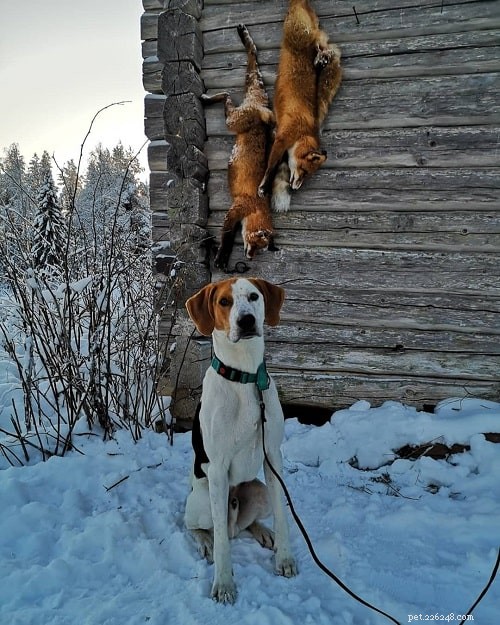 American Foxhound: Traits, Training, and Care Guide