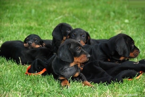 Polish Hunting Dog (Gończy Polski): Comprehensive Breed Profile
