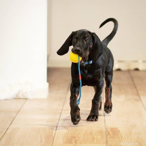 Polish Hunting Dog (Gończy Polski): Comprehensive Breed Profile