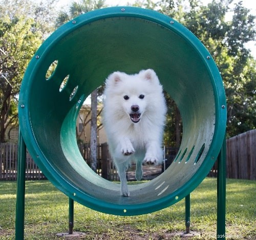 American Eskimo Dog: Gentle, Energetic Companion with Fluffy White Coat