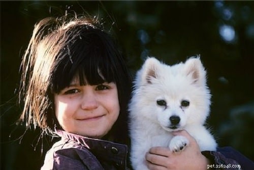 American Eskimo Dog: Gentle, Energetic Companion with Fluffy White Coat