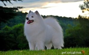 American Eskimo Dog: Gentle, Energetic Companion with Fluffy White Coat