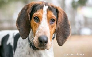 American English Coonhound: Temperament, Training, and Family Life