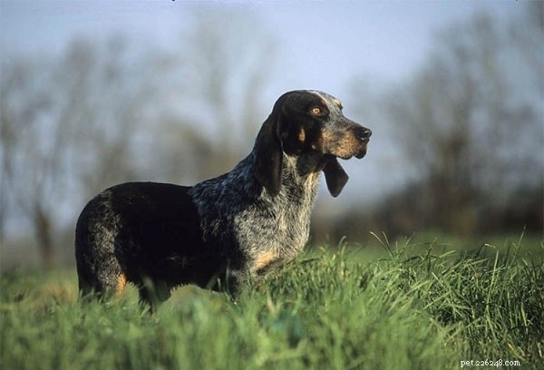 Understanding Basset Bleu de Gascogne: Temperament, Training, and Ideal Living Conditions