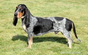 Understanding Basset Bleu de Gascogne: Temperament, Training, and Ideal Living Conditions