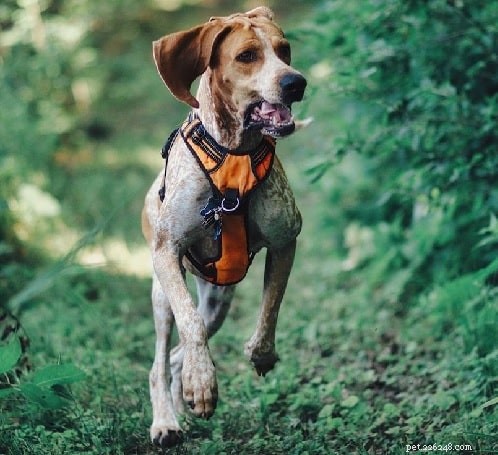 American English Coonhound: Temperament, Training, and Family Life