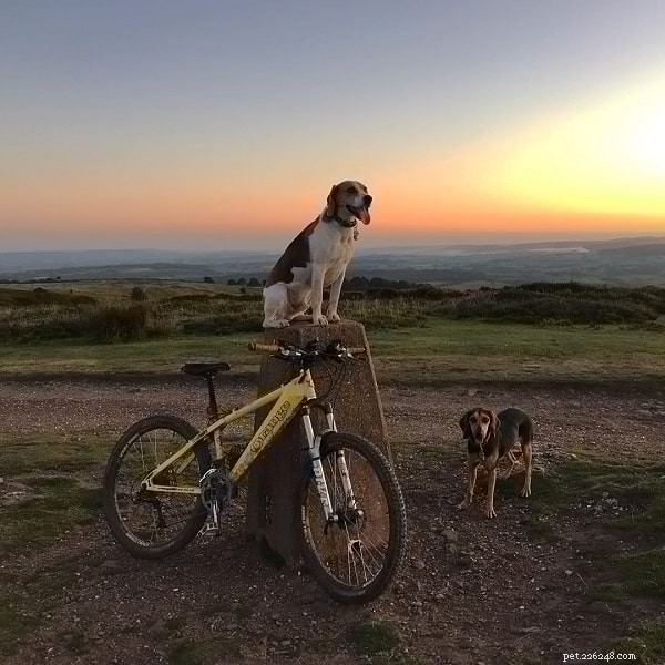 Understanding Harrier Dog Behavior: A Guide for Active Families