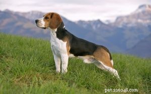 Understanding Harrier Dog Behavior: A Guide for Active Families