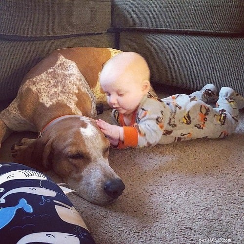American English Coonhound: Temperament, Training, and Family Life
