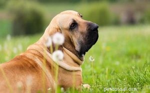 Fila Brasileiro (Brazilian Mastiff) Dog Behavior: Training, Temperament & Care