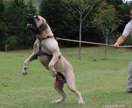 Fila Brasileiro (Brazilian Mastiff) Dog Behavior: Training, Temperament & Care