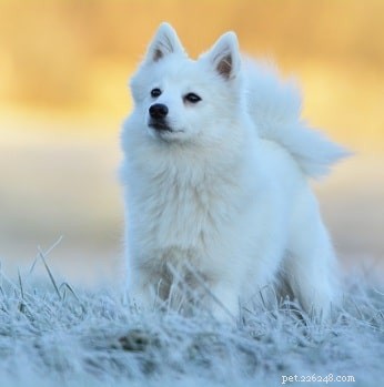 Japanese Spitz: Ideal Family Companion with Gentle Temperament