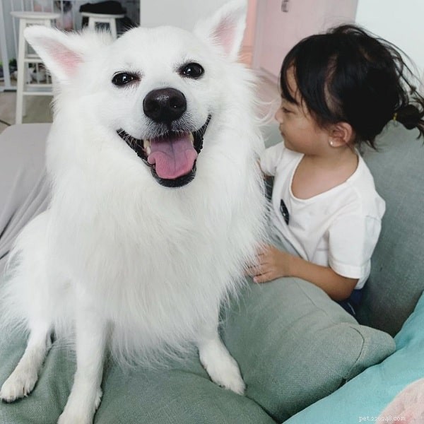 Japanese Spitz: Ideal Family Companion with Gentle Temperament