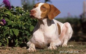 Braque Saint-Germain: Elite French Gun Dog & Loyal Family Companion