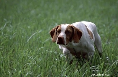 Braque Saint-Germain: Elite French Gun Dog & Loyal Family Companion